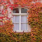 Wilder Wein am Fenster