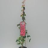 wilder Wein Parthenocissus tricuspidata Veitchii 60-100 cm hoch im 2 Liter Pflanzcontainer