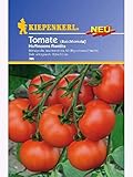 Tomate Buschtomate Hoffmanns Rentita