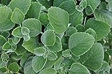 Frische 30 Samen - Plectranthus Silver Crest Blumensamen