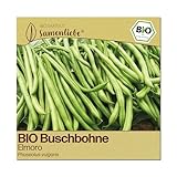 Samenliebe BIO Buschbohnen Samen | Bohne Elmoro - fadenlos - samenfestes BIO Saatgut