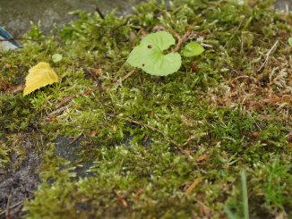 Unkraut und Moos im Garten