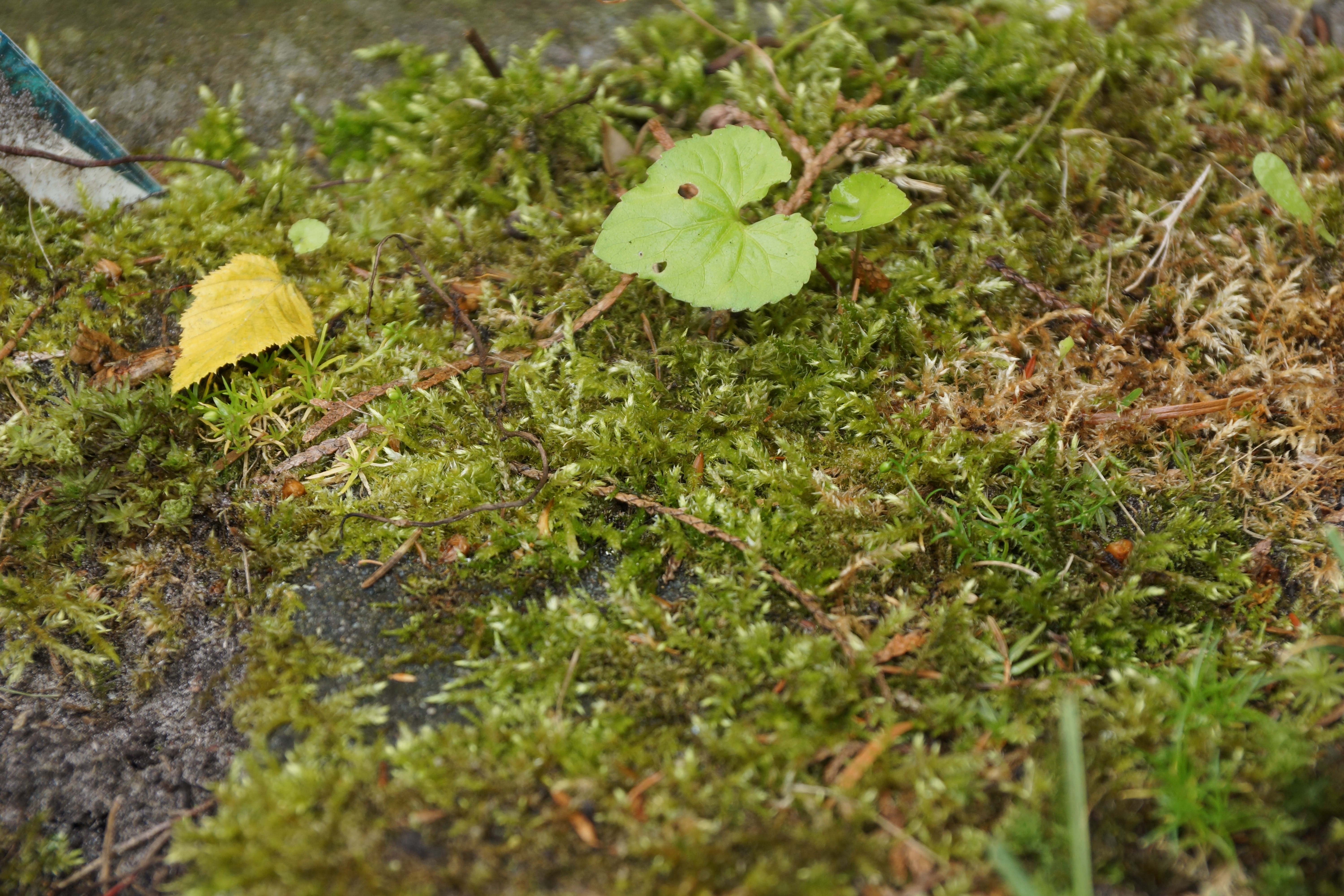 Unkraut und Moos im Garten