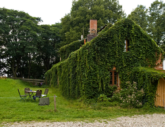 Wilder Wein am ganzen Haus