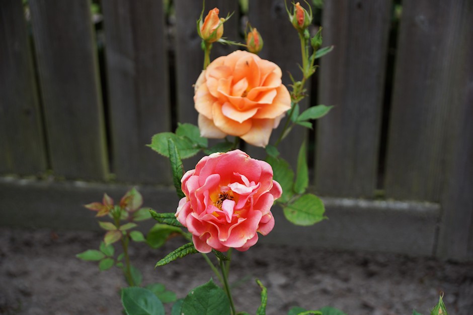 Rosen im Garten