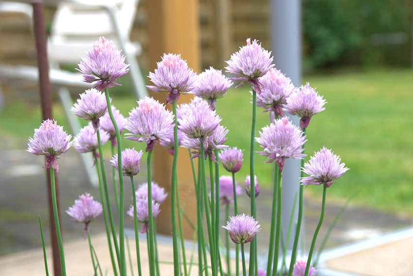 Schnittlauch im Garten zum Ernten