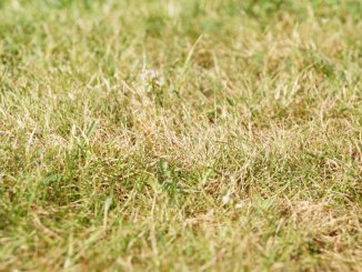 Verbrannter Rasen im Garten