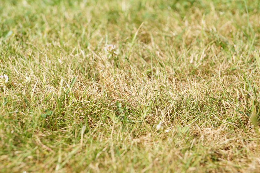 Verbrannter Rasen im Garten