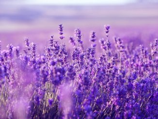 Lavendel schneiden und pflegen