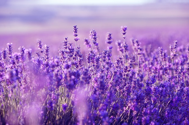 Lavendel schneiden und pflegen