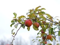 Apfelbaum Obstbaum