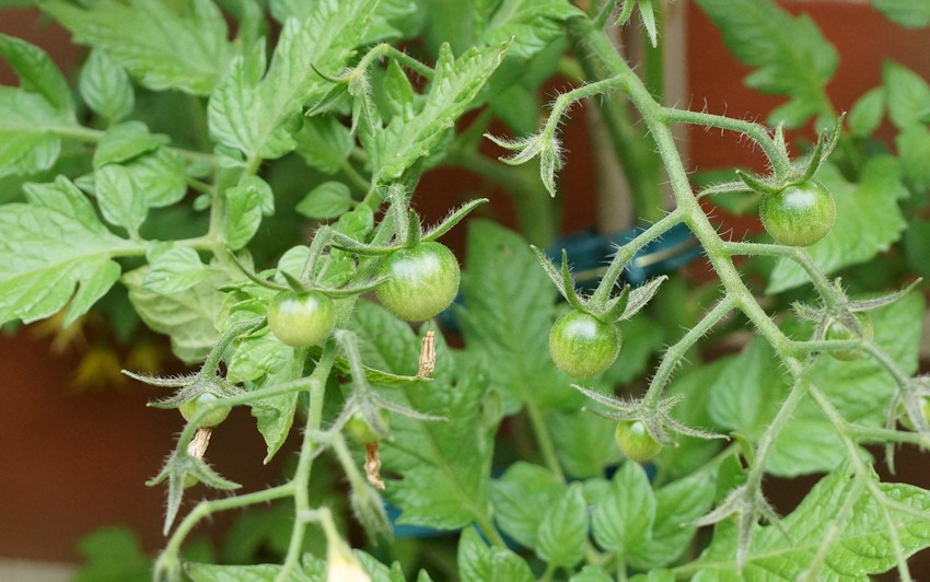 Tomaten am Strauch - grüne Tomaten 