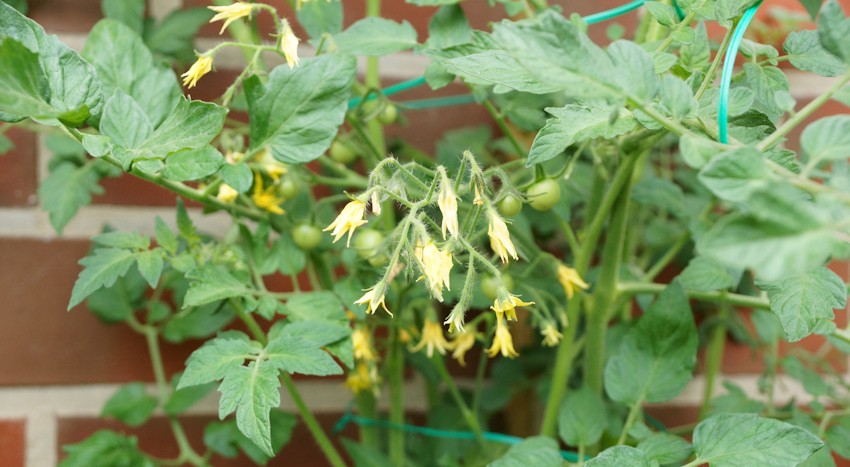 Tomatenpflanze mit Blüten