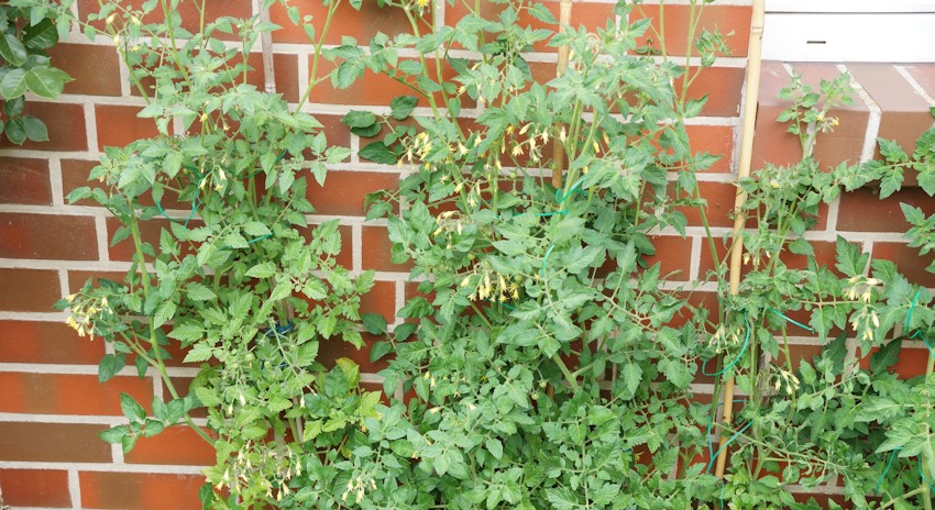 Tomatenpflanzen angebunden an Bambusstäben