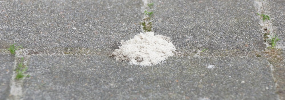 Erdbienen Sandbiene Eingang vom Bau mit Sandhaufen