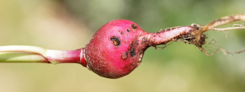 Angefressene Radieschen