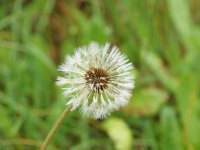 Löwenzahn Pusteblume