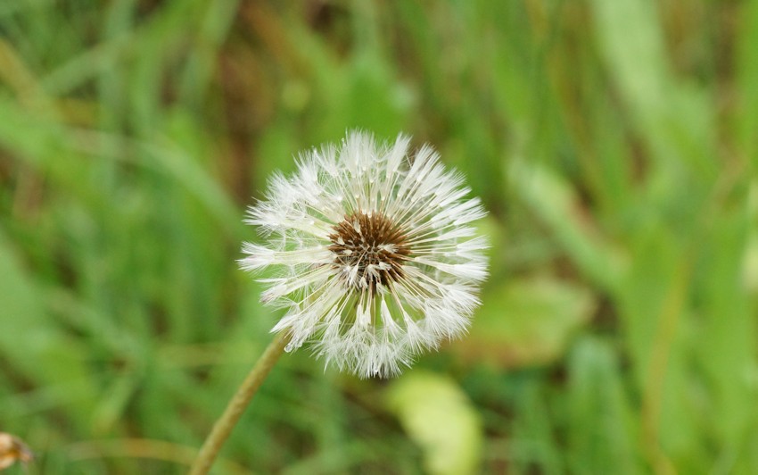 Löwenzahn Pusteblume