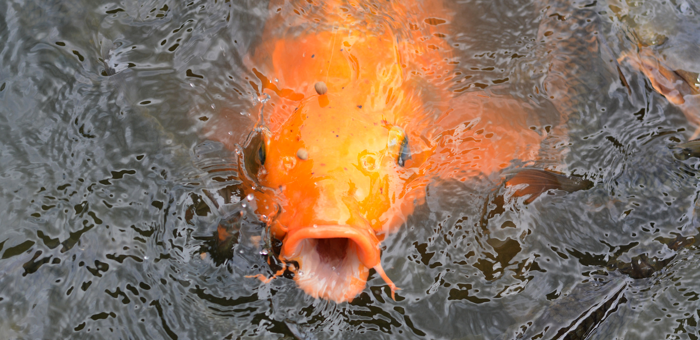 hungriger Koi