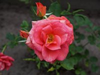 Rosen schneiden - Rosenblühte