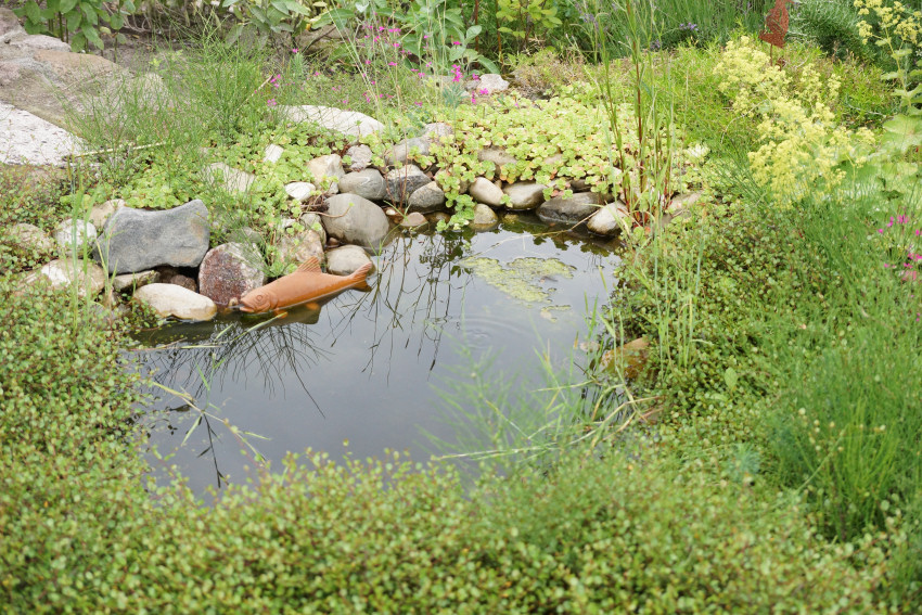 Gartenteich richtig reinigen