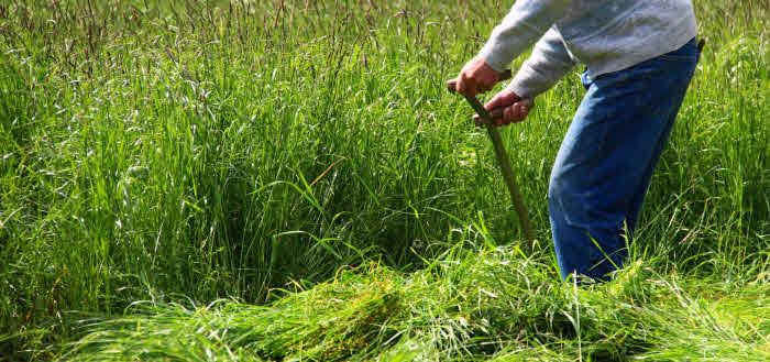 gelbe stellen im rasen