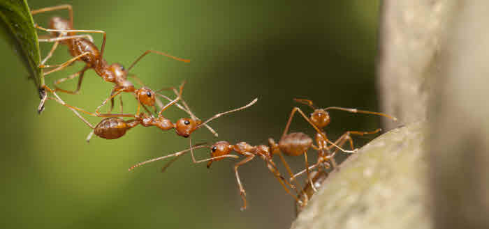 Ameisen im Garten