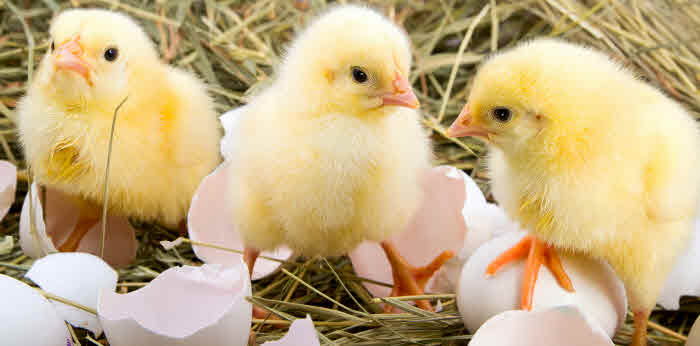 Tierhaltung im Garten