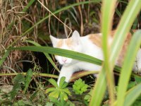 Katze im Garten im Beet