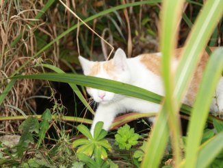 Katze im Garten im Beet