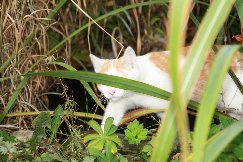 Katze im Garten im Beet