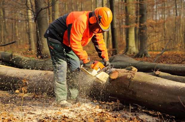 holzsammelschein