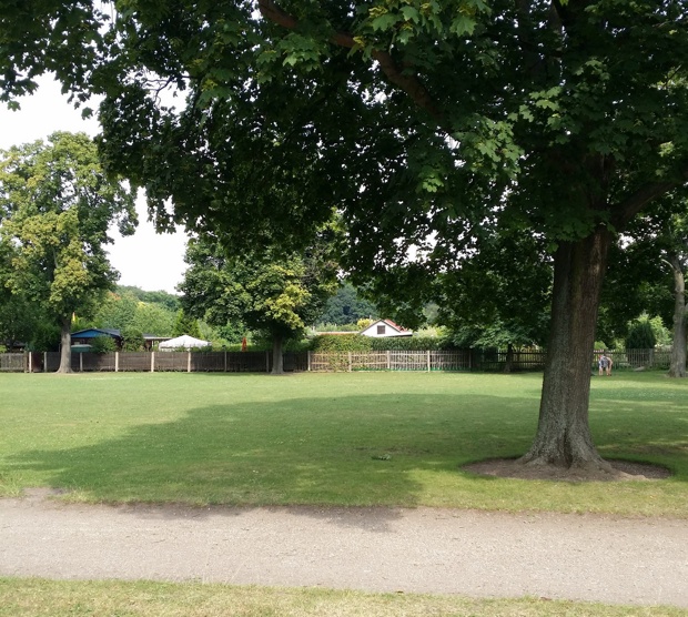 Baum als Schattenspender