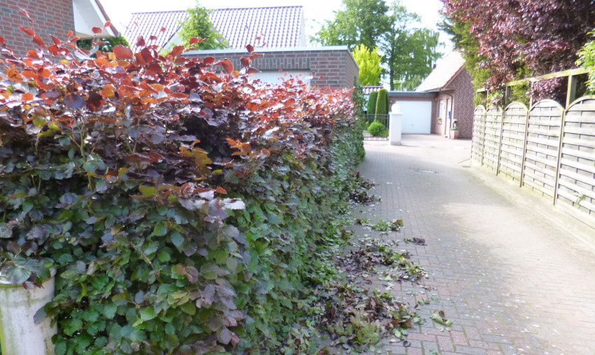 Hecke wird geschnitten - Hecke schneiden