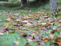 Laub räumen auf dem eigenen Grundstück