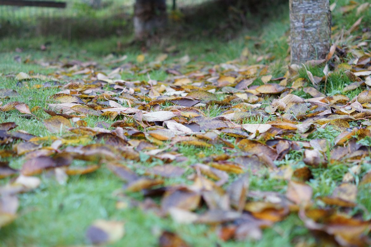 Laub räumen auf dem eigenen Grundstück