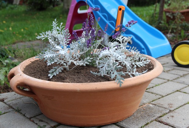 Keramikschale mit Greiskraut und Lavendel