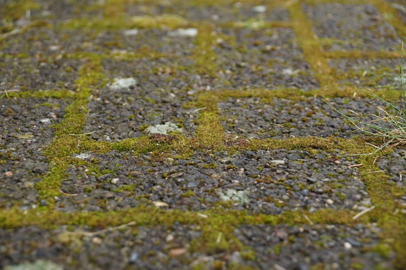 Moos in den Fügen von Steinen / Gehwegplatten