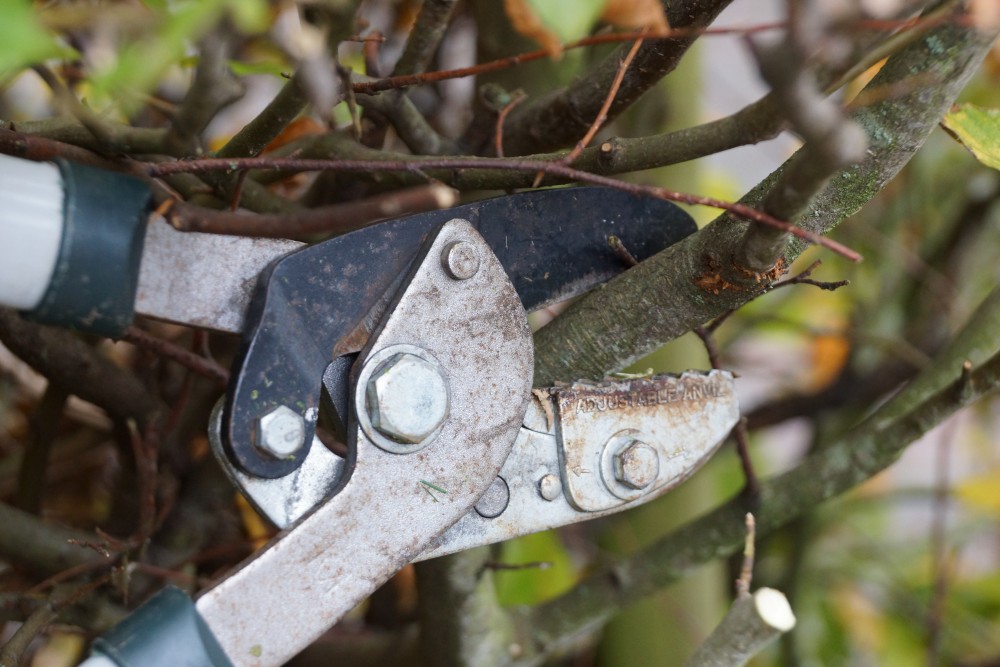 Astscheren Test - Astschere in einer Hecke zum Ast abschneiden