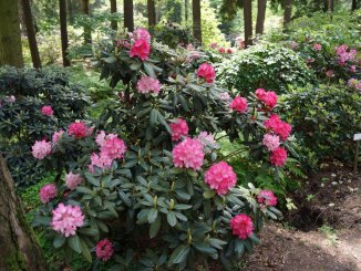 Rhododendron