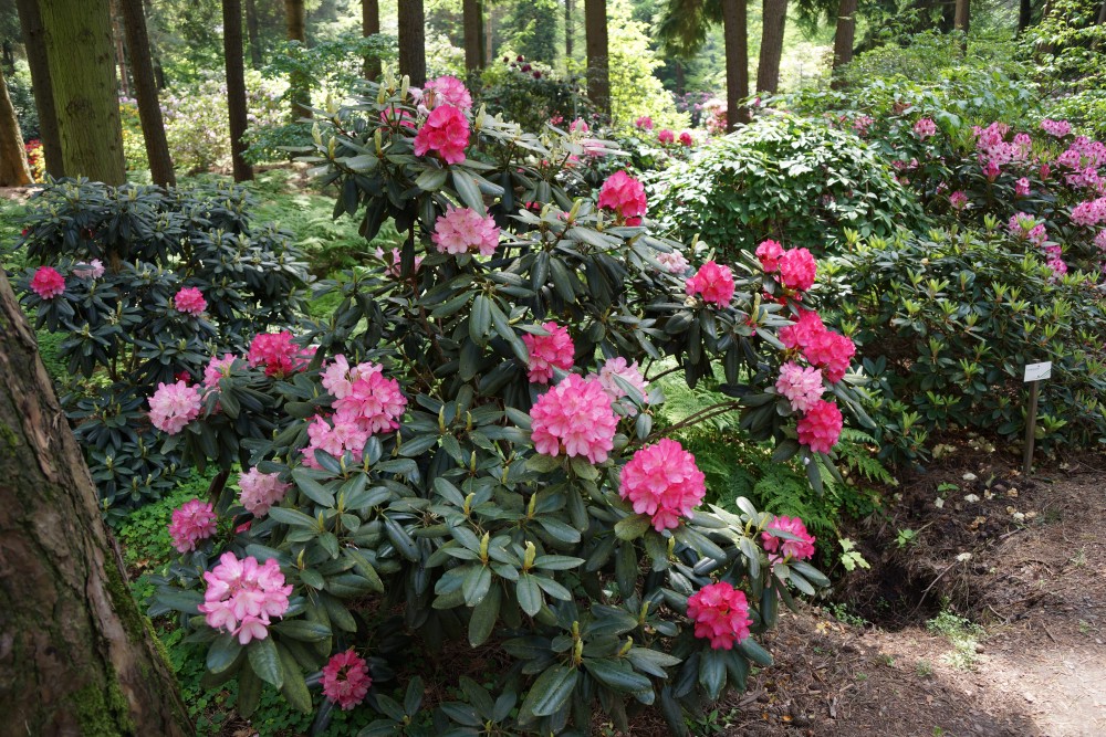 Rhododendron