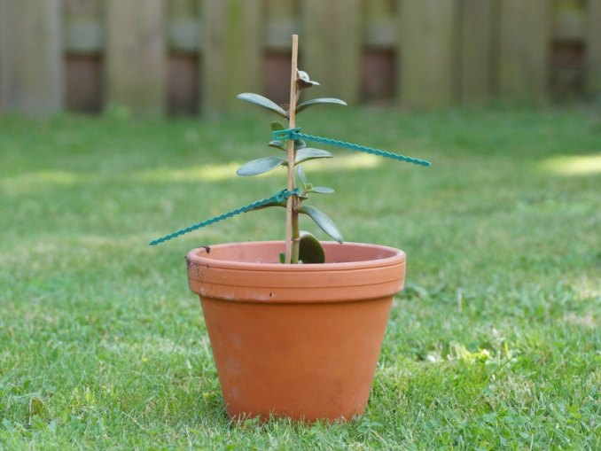 Gartenpflanzen › Ratgeber & Magazin