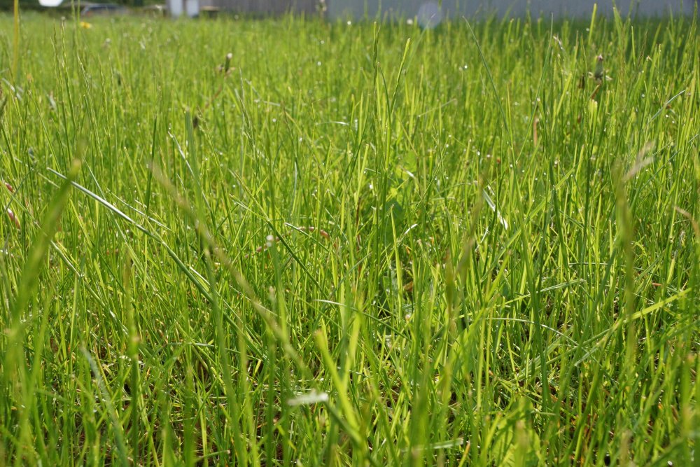 Rasen mit Zecken im Garten