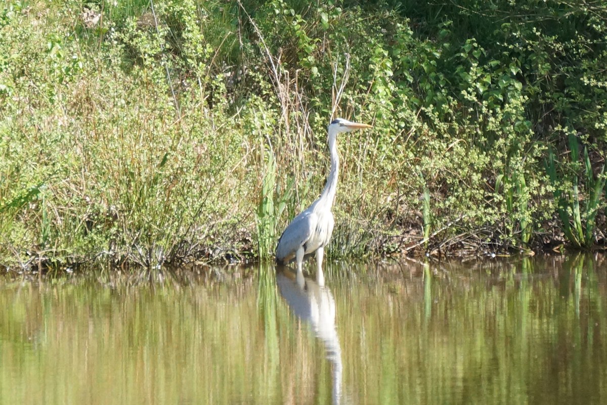 Fischreiher im Garten