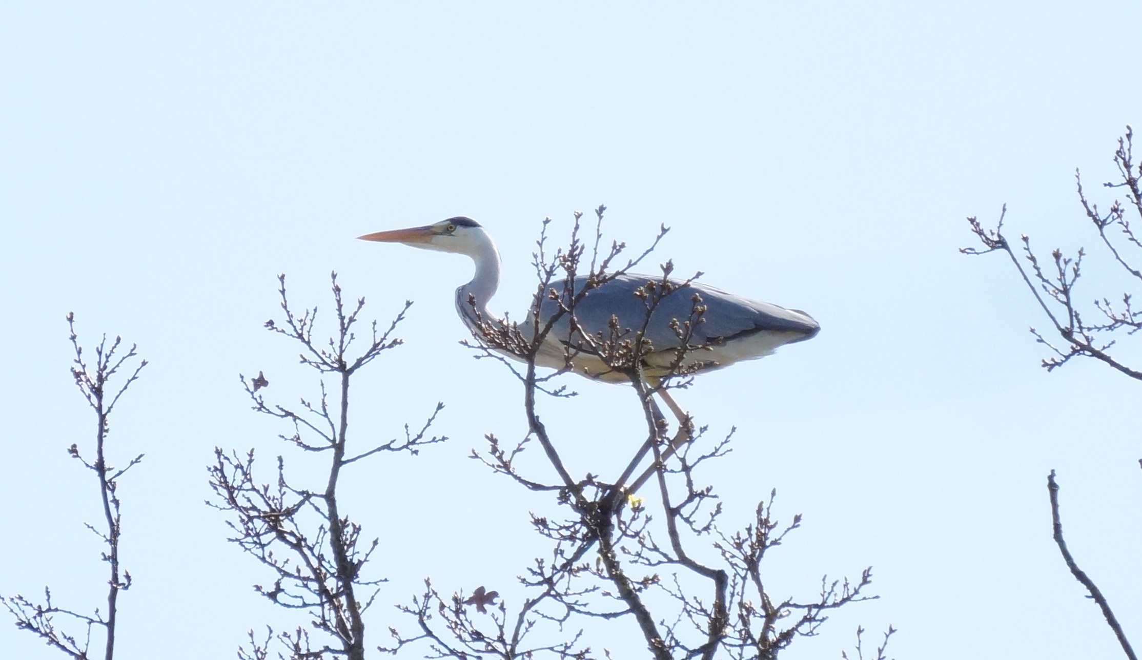 Fischreiher im Baum