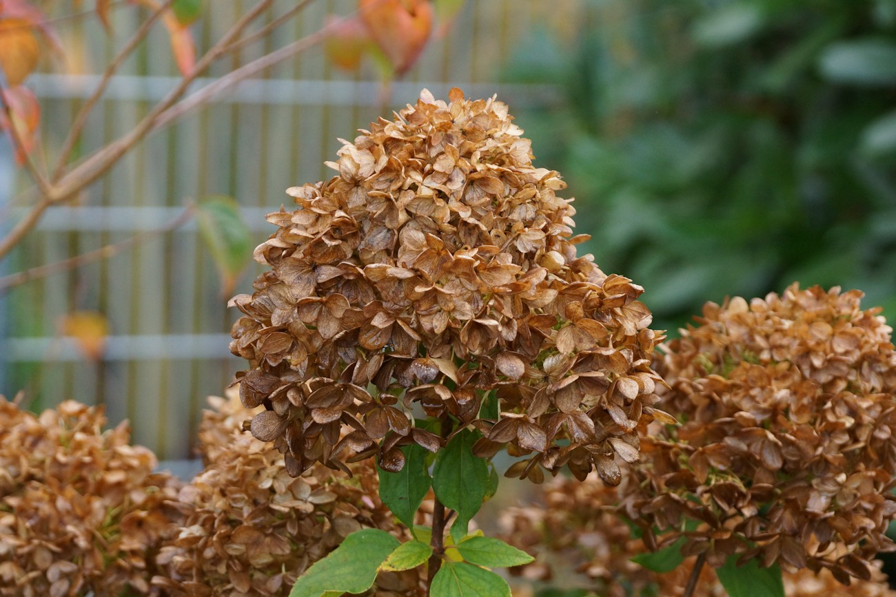 Hortensienblüte ausgeblüht