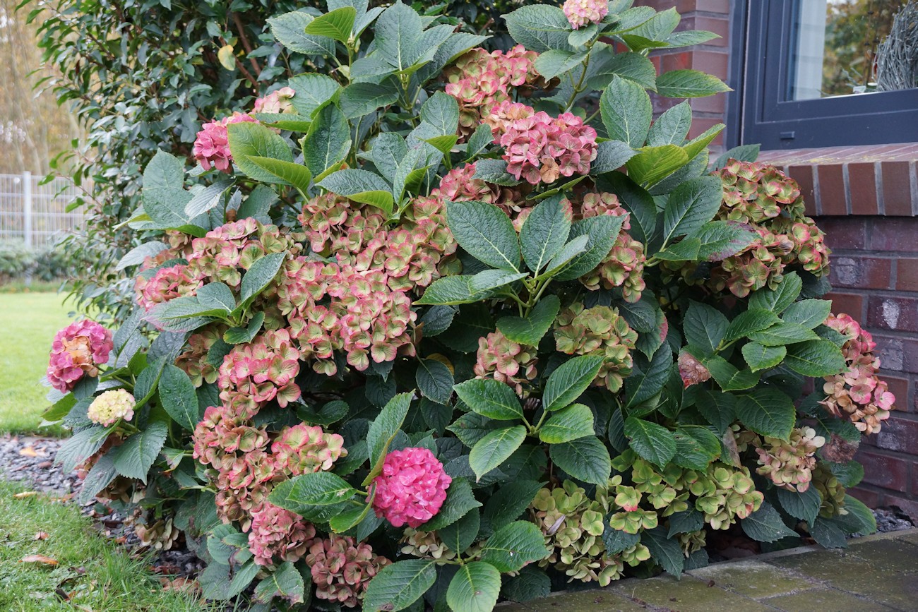 Hortensie im Garten blüht