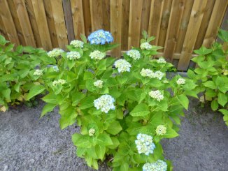 Hortensien im Garten