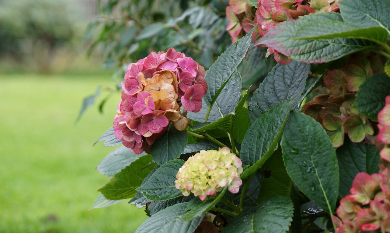 violette Hortensie