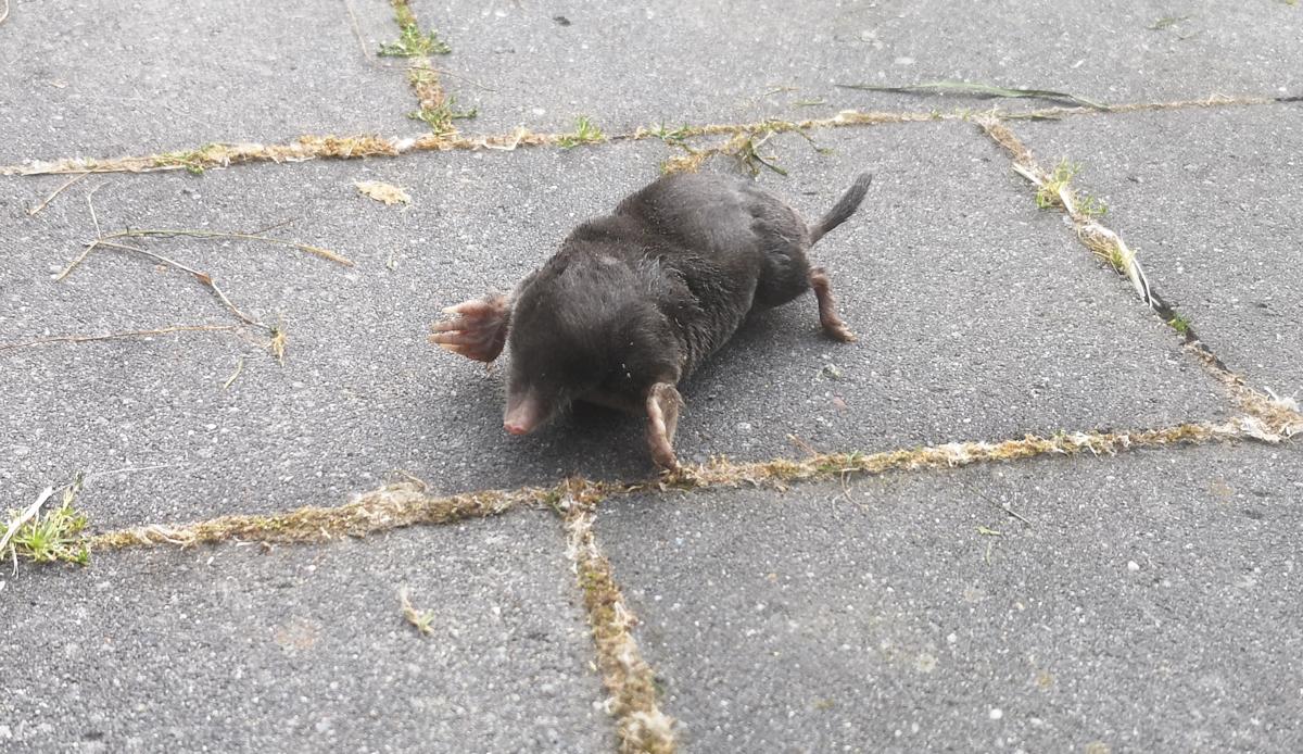 Toter Maulwurf von einer Katze gefangen